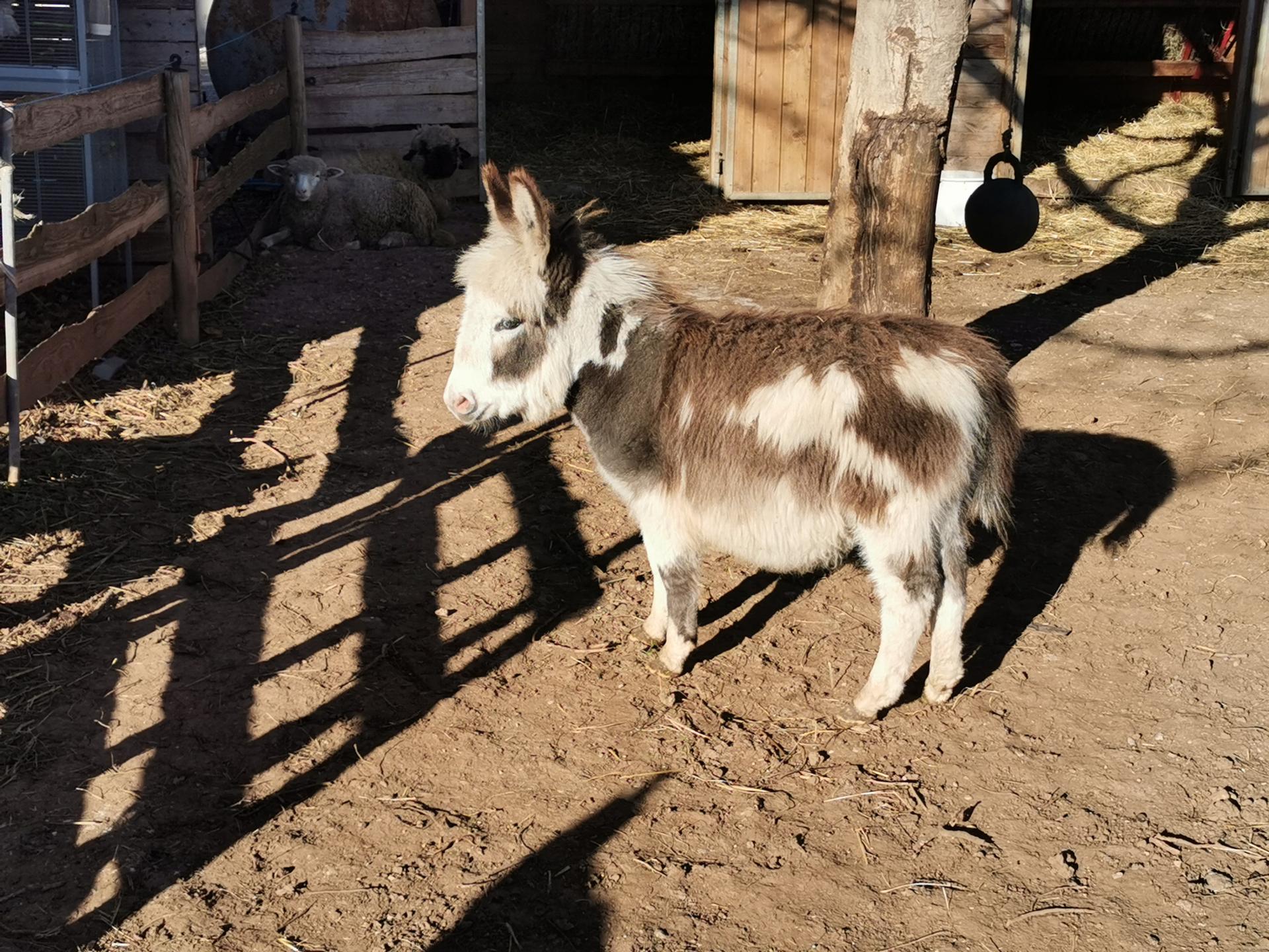 Jumemji à 6 mois, à l'arrivée dans l'élevage.