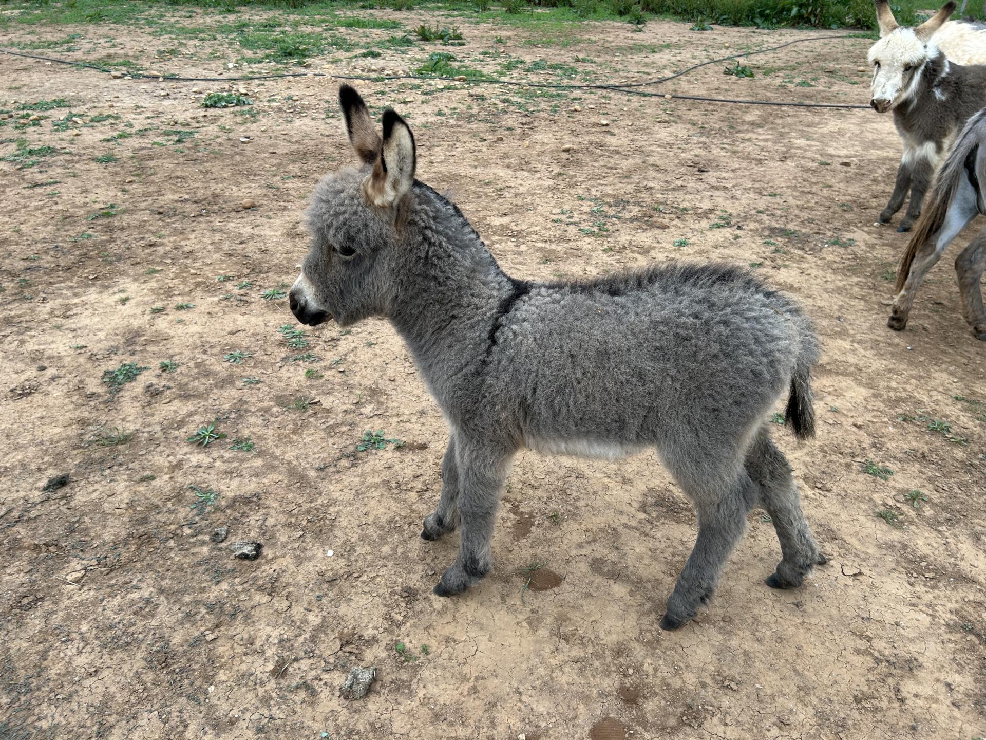 Orangina à 1 mois