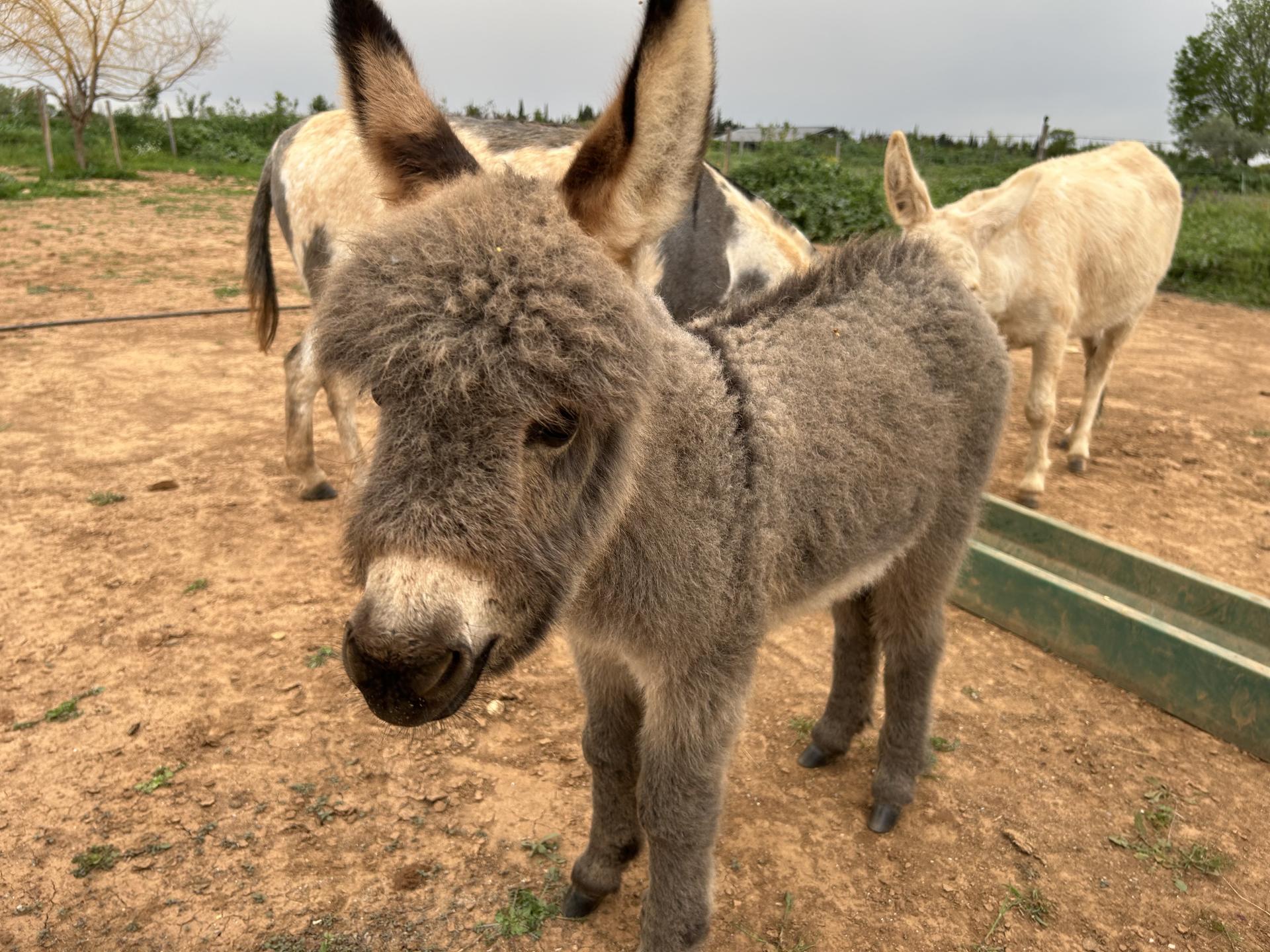 Orangina à 1 mois