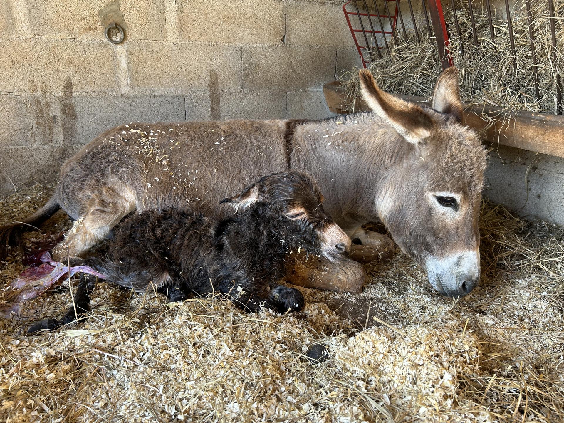 Occitane à la naissance avec sa maman Griotte