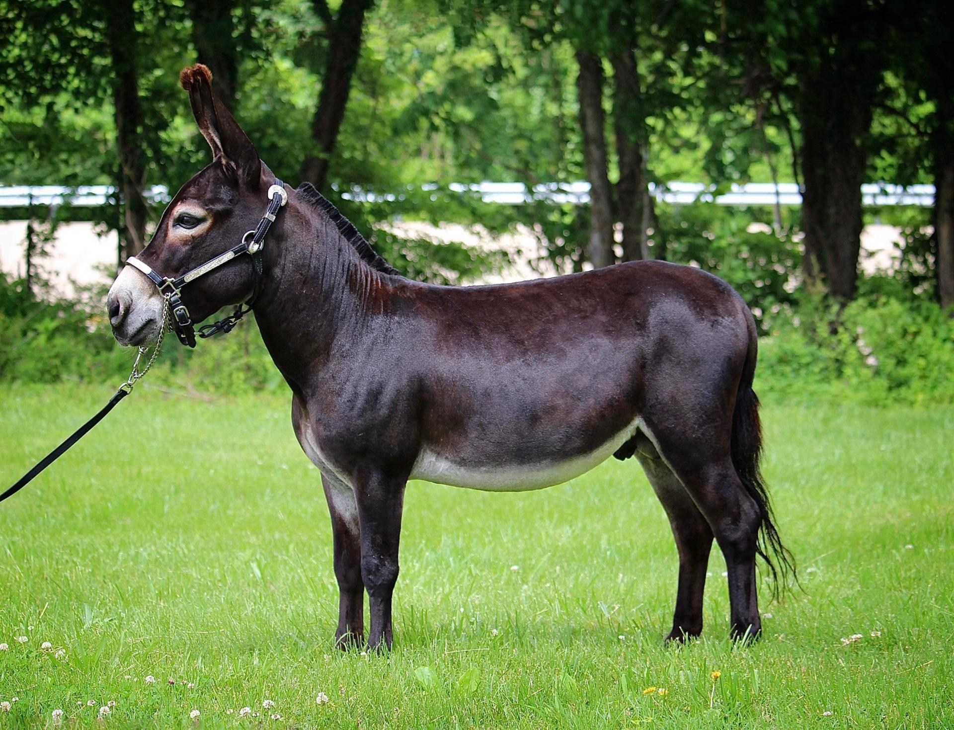 Bentley à 3,5 ans.