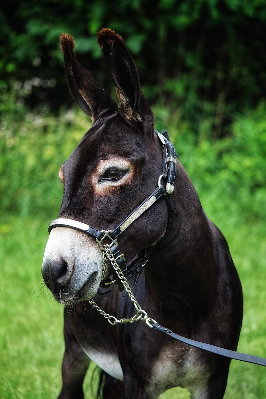 Bentley à 3,5 ans.