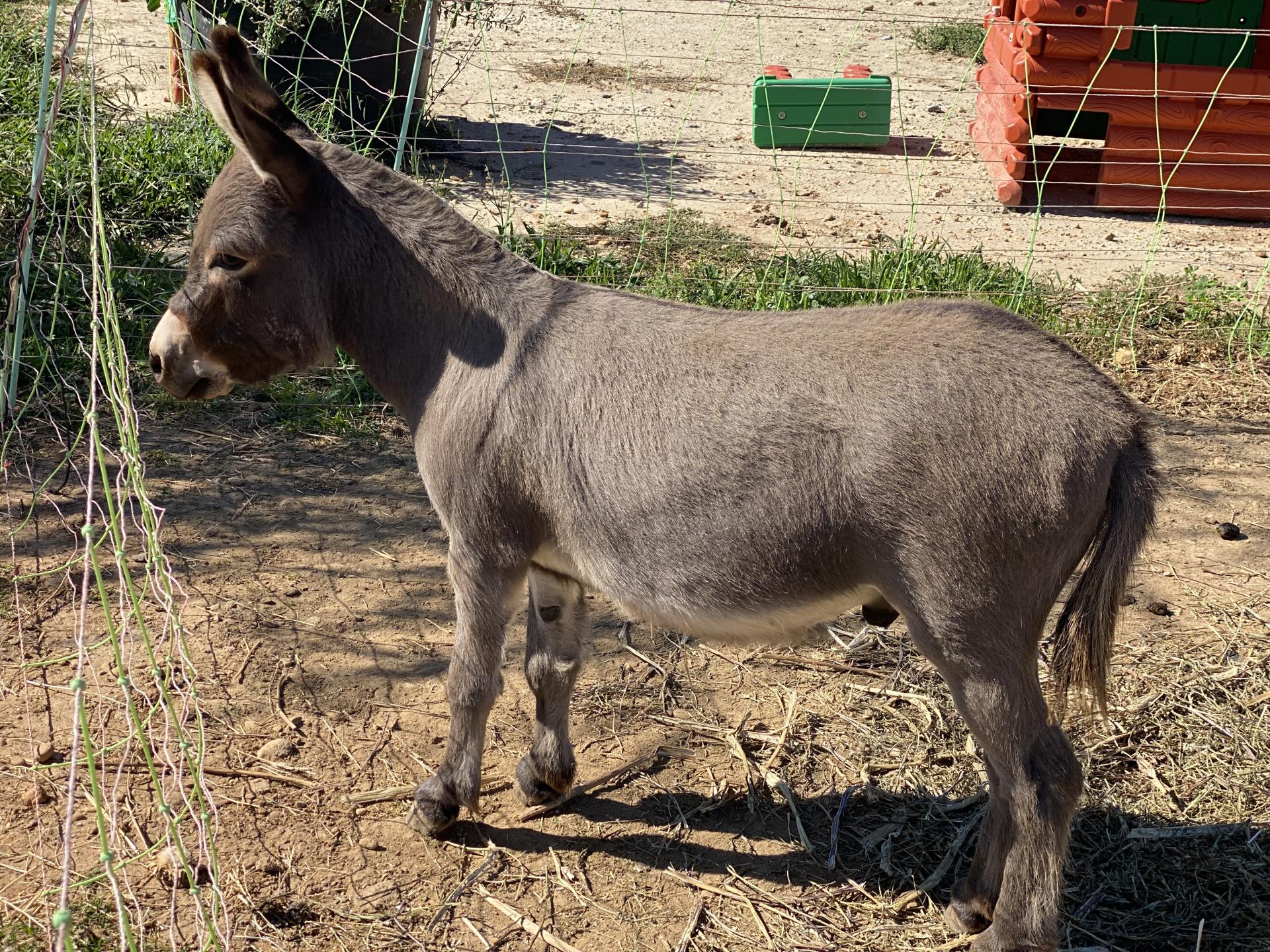 Kirikou à 3 ans.